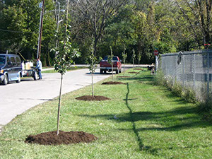 MCCORMICK AVE TREES (1)